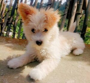 Corgipoo