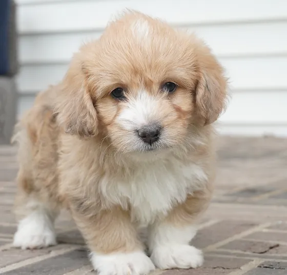 Corgipoo