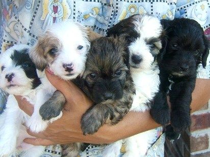 Doxiepoo puppies