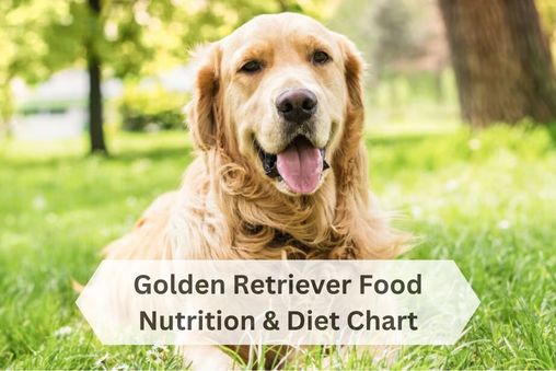 Golden Retriever Diet Chart