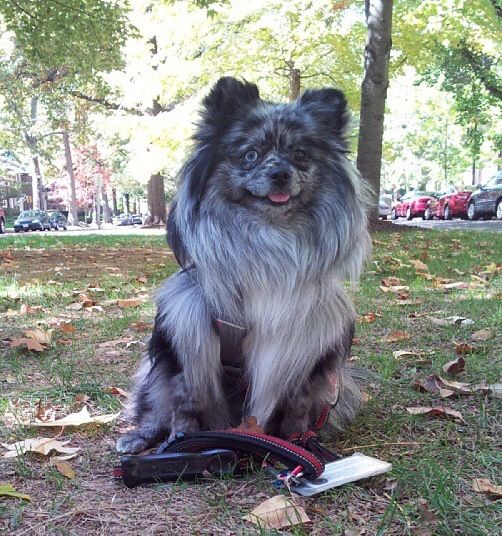 Merle Pomeranian