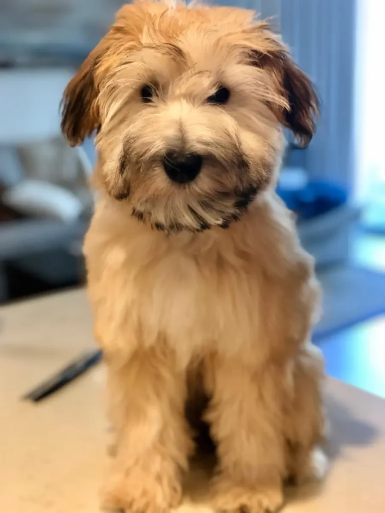 Mini Whoodle