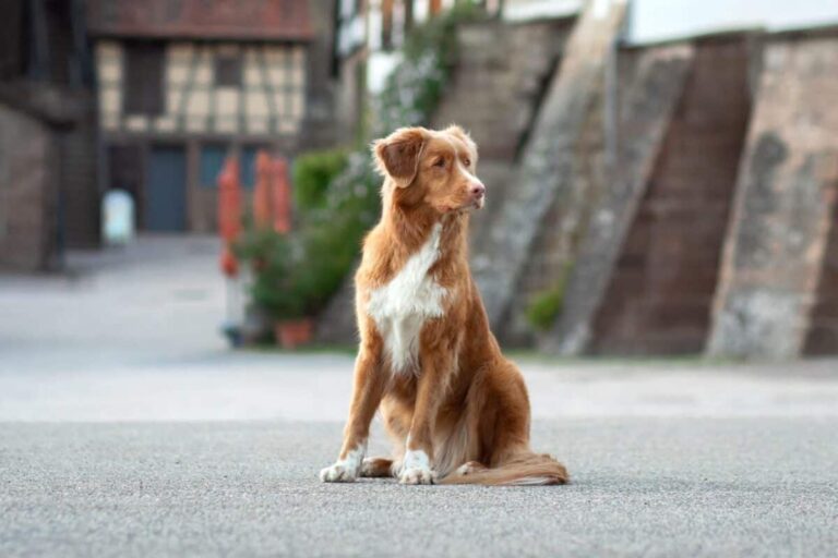 Nova Scotia Duck Tolling Retrievers