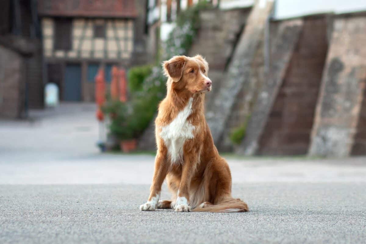 Nova Scotia Duck Tolling Retrievers