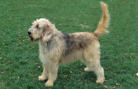 Otterhounds