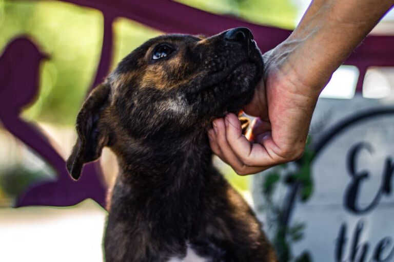 Questions to Ask When Adopting a Dog