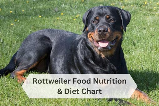 Rottweiler food and diet chart