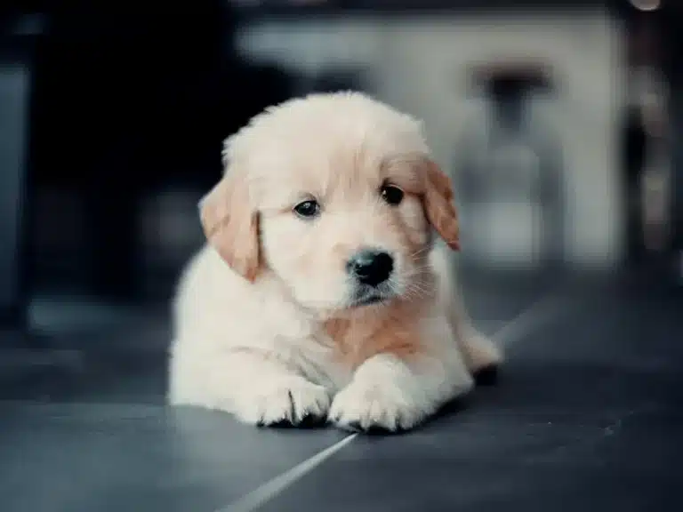 6-8 Week-Old Puppy