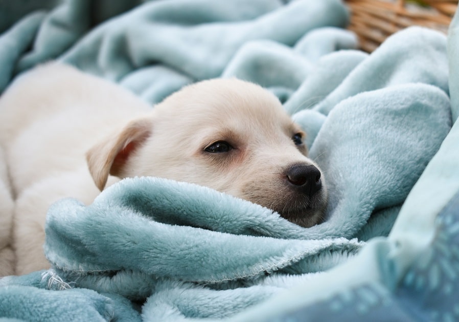 6-Week-Old Puppy