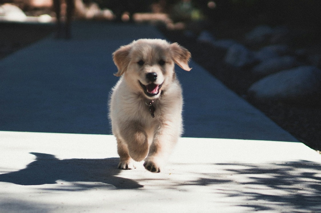7-Week-Old Puppy