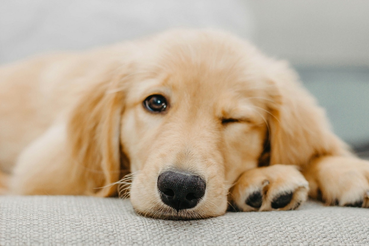 8-Week-Old Puppy