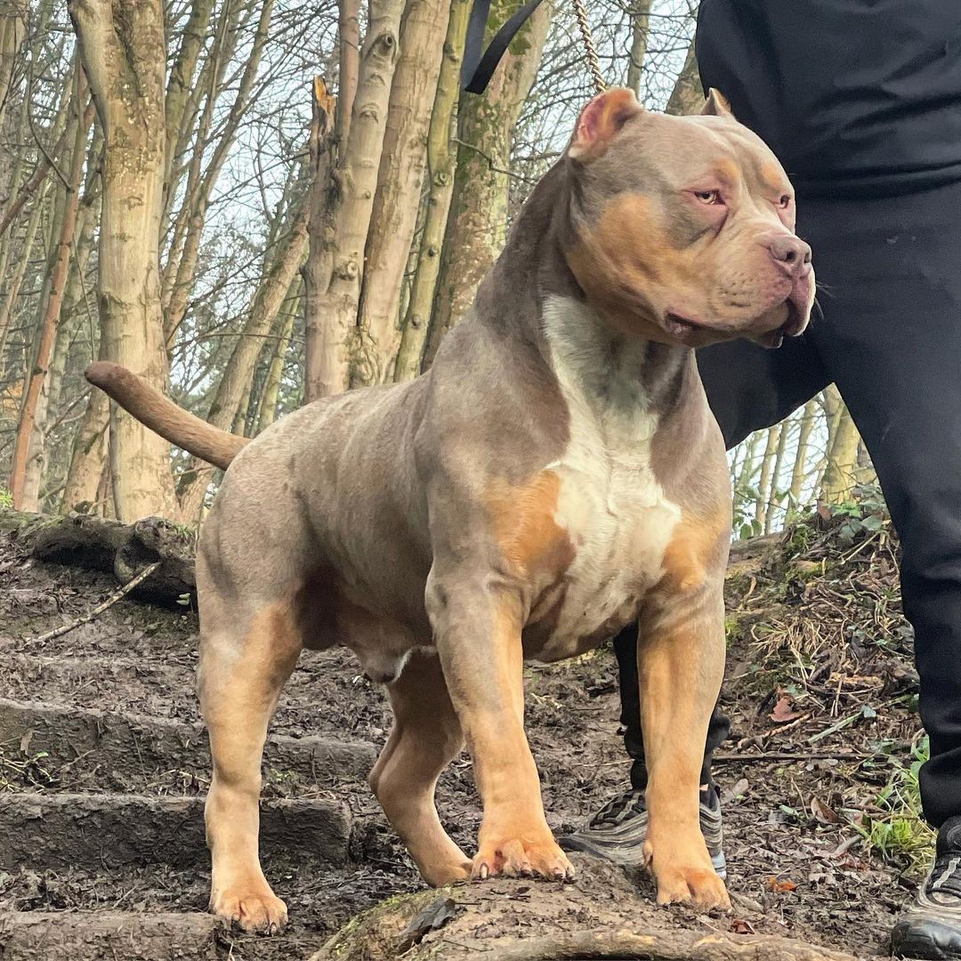 Bully XL