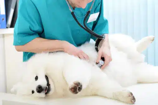 Caring for a Pregnant Dog