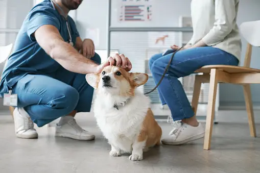 Considering Spaying or Neutering Your Dog
