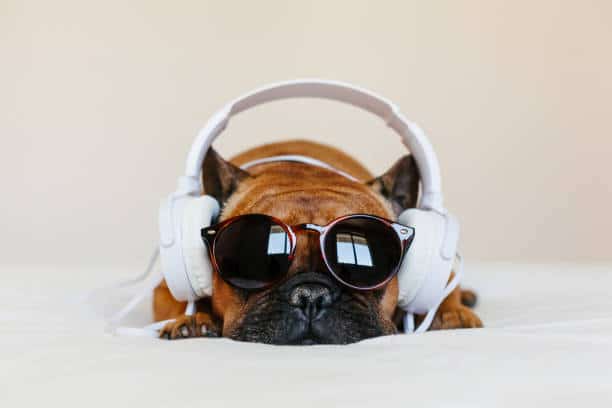 Exploring Music Therapy for Dogs