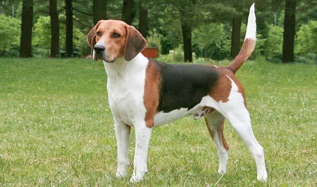 Harrier dog breed