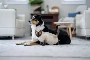 Helping Dogs and Cats Get Along