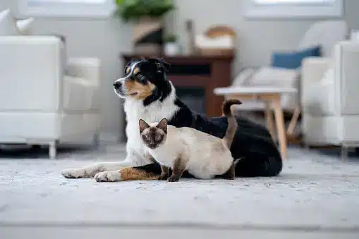 Helping Dogs and Cats Get Along