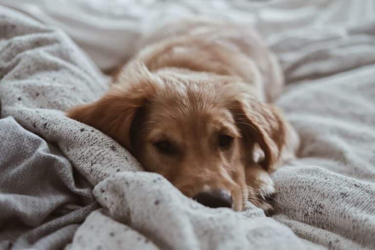 How Dogs Show Guilt