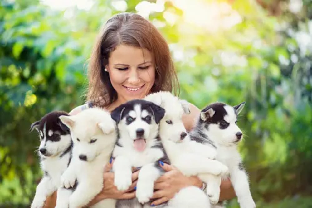 Husky Puppies