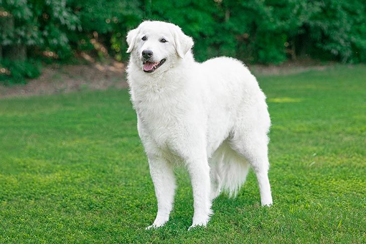 All About Kuvaszok Dogs