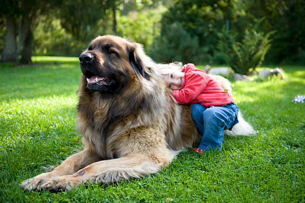 Leonbergers