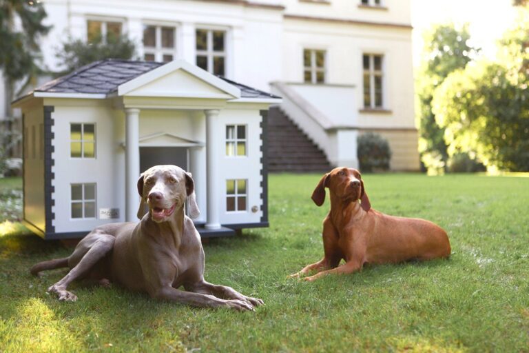 Managing Multiple Dogs in One Household