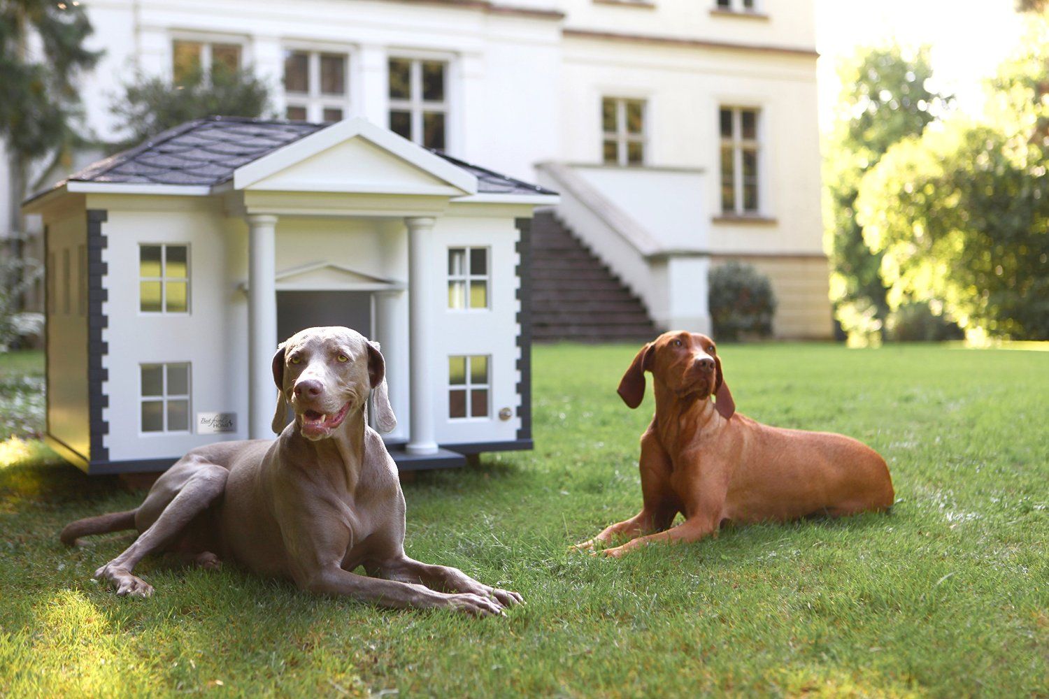 Managing Multiple Dogs in One Household