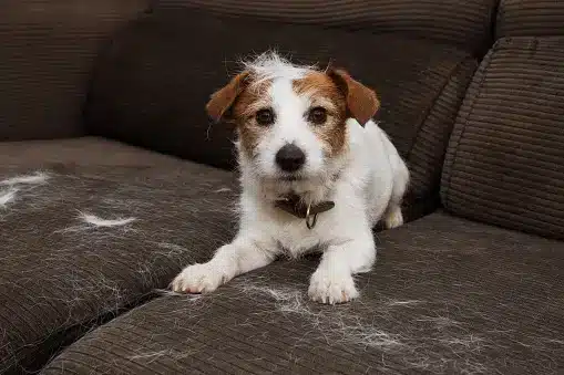 Managing Your Dog's Shedding in Spring