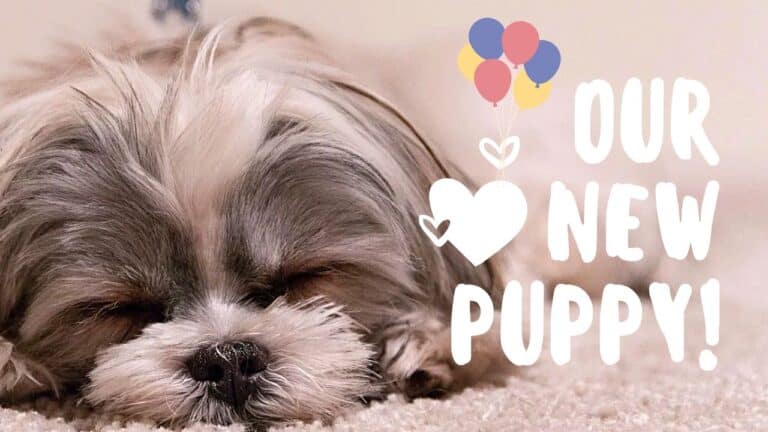 Puppy Shower Ideas