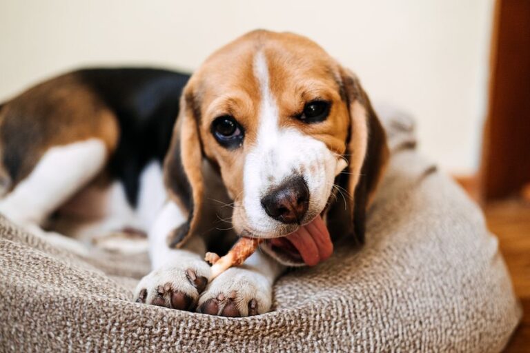 What to Do If Your Dog Eats Chicken Bones