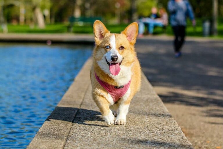 Why You Should Adopt a Mixed-Breed Dog
