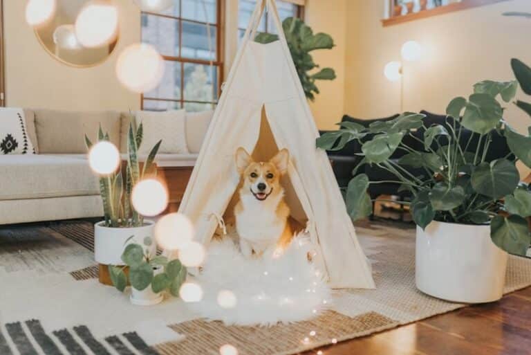 Best dog care options during the holidays