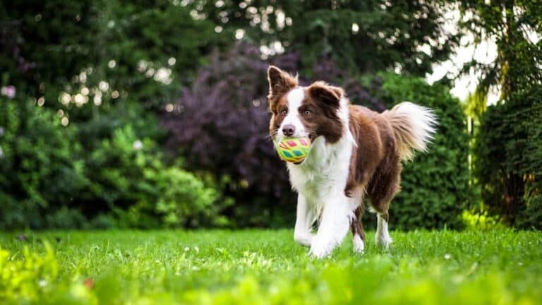 Dog Fitness Ideas