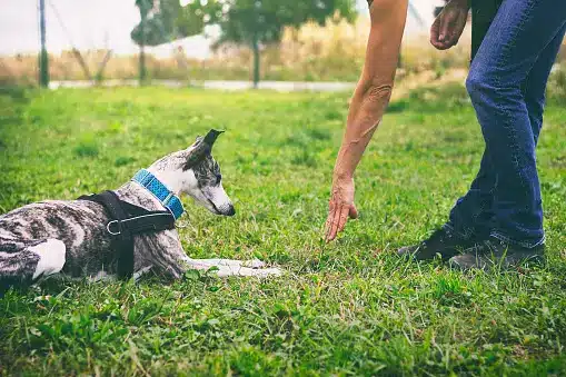 Dog Obedience Techniques