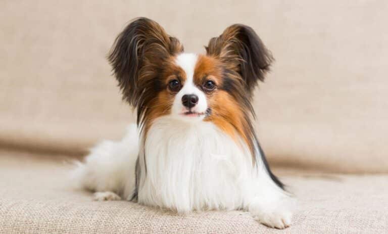 Papillon