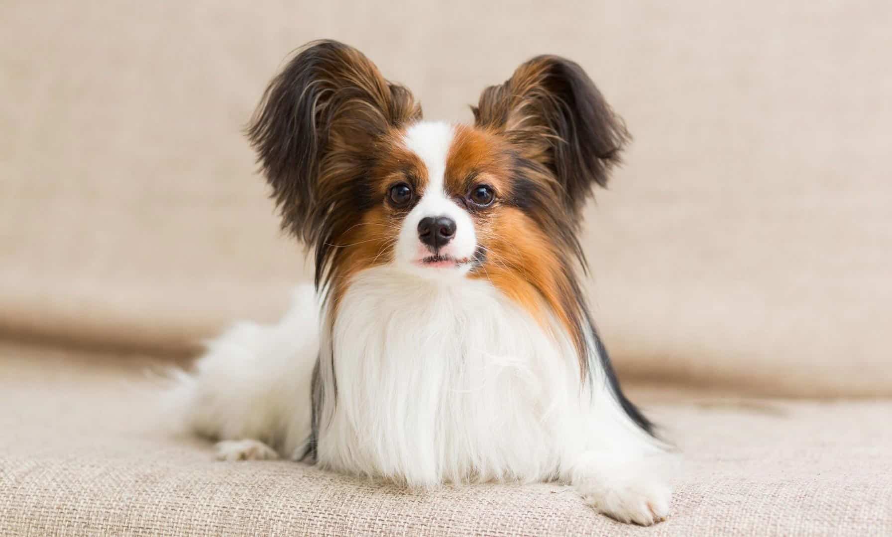 Papillon