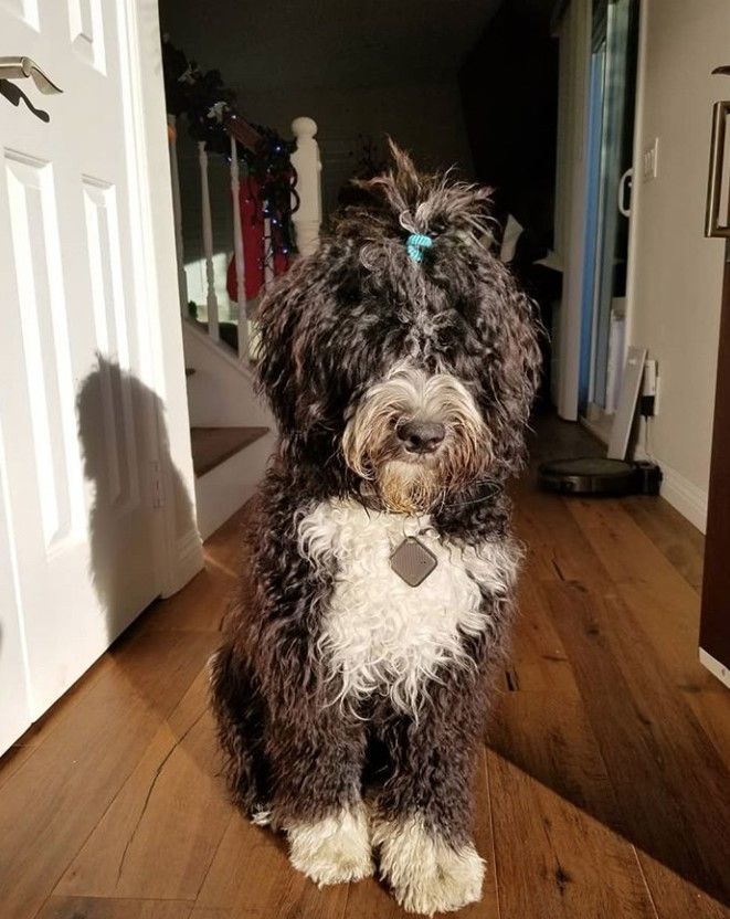 Portuguese Water Dog 