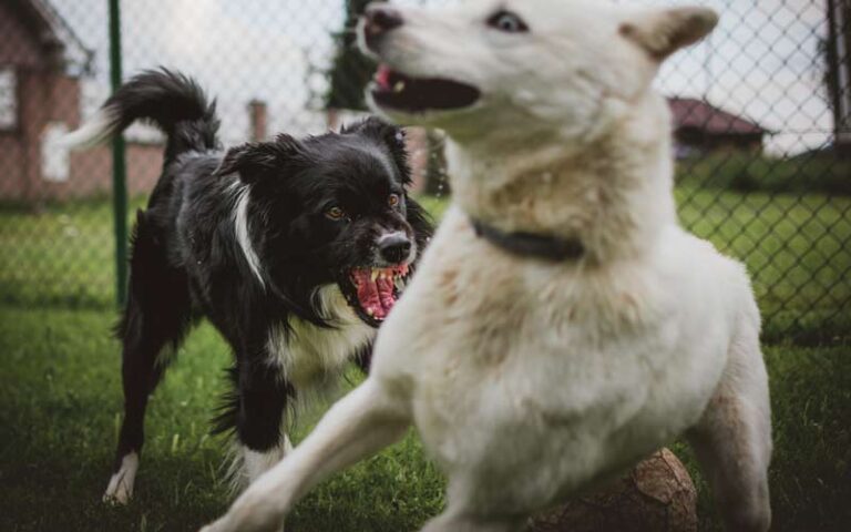 Stop Dog Aggression Towards Other Dogs