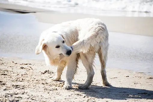 Tail Chasing in Dogs