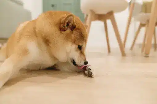 Why Dogs Chew Their Paws and What to Do