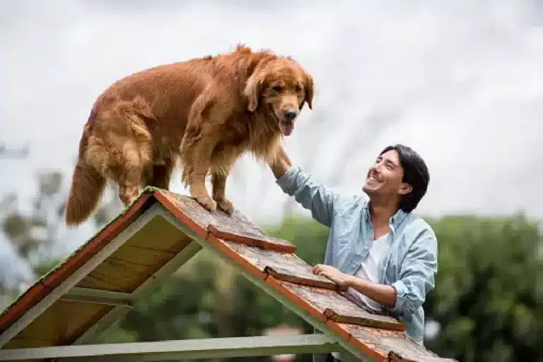 Dog Psychology in Training