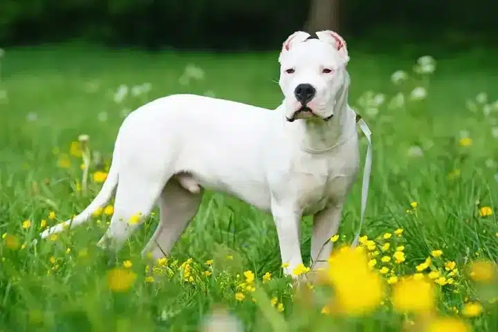Dogo Argentinos