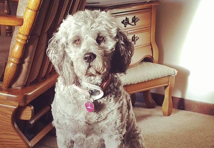 Pit Poodle Mix