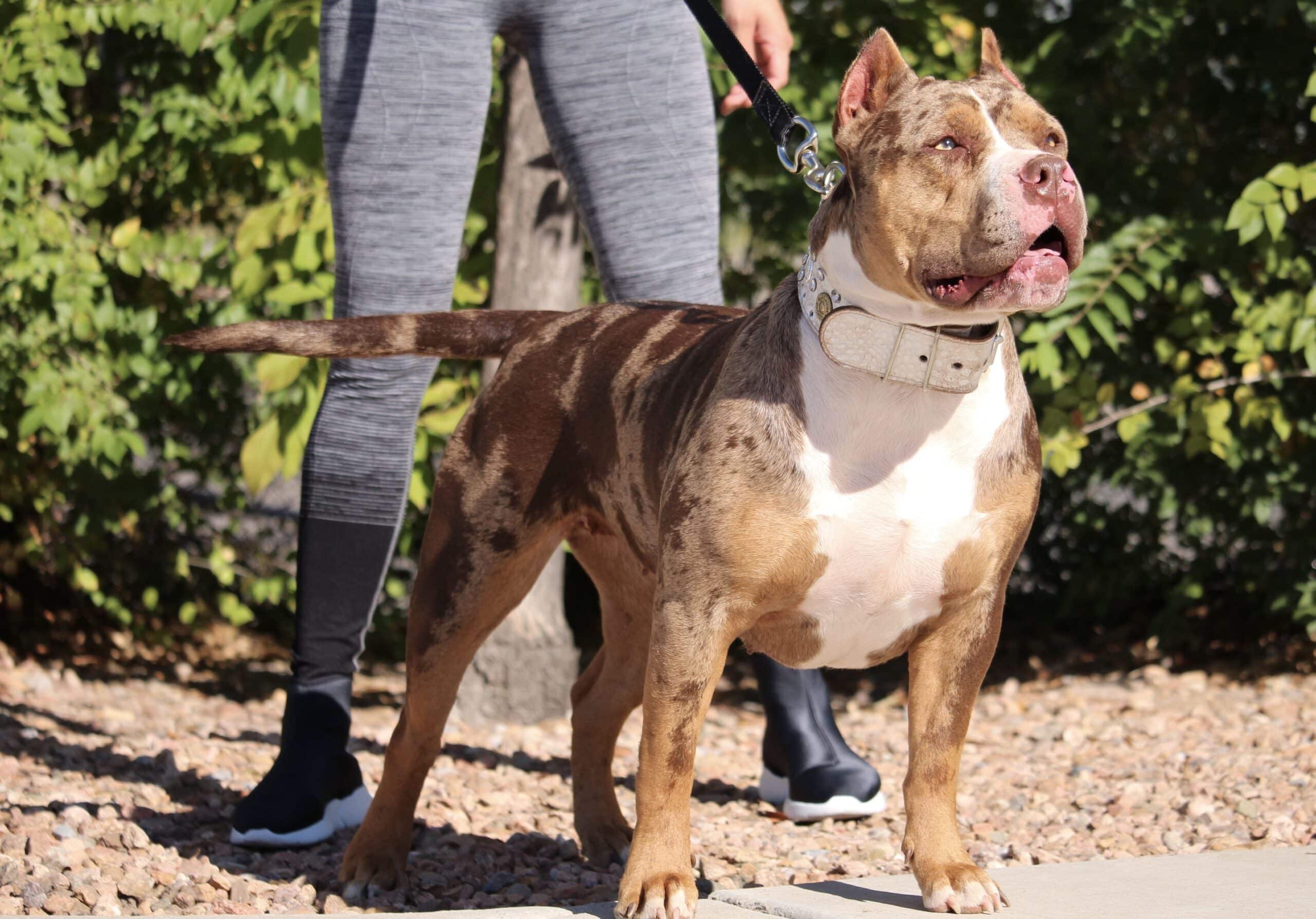 Chocolate Merle Pitbull