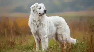 Great Pyrenees Mix Breeds