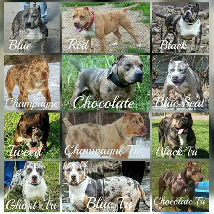 Merle Pitbulls