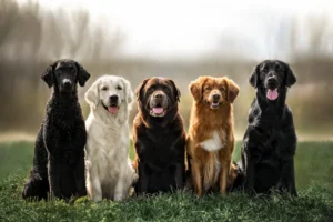 Pointer dog breeds