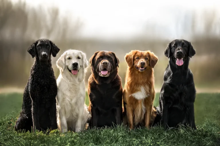 Pointer dog breeds