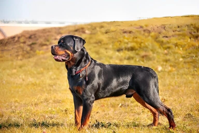 Rottweiler Dog Breed Health and Care